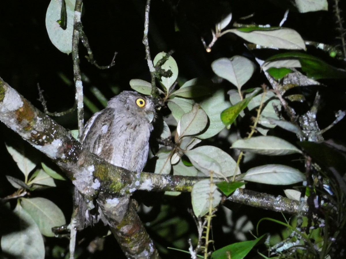 Pacific Screech-Owl - ML638341320