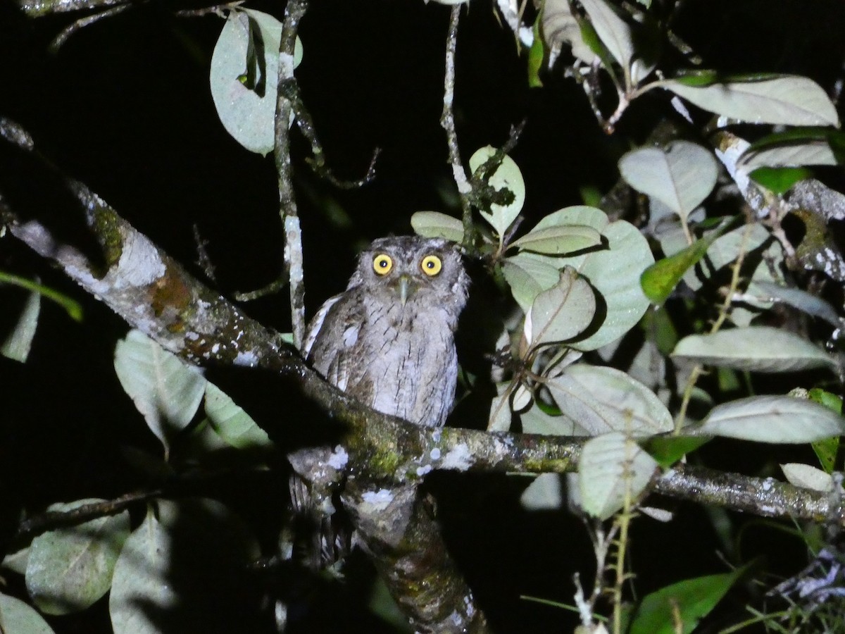 Pacific Screech-Owl - ML638341321