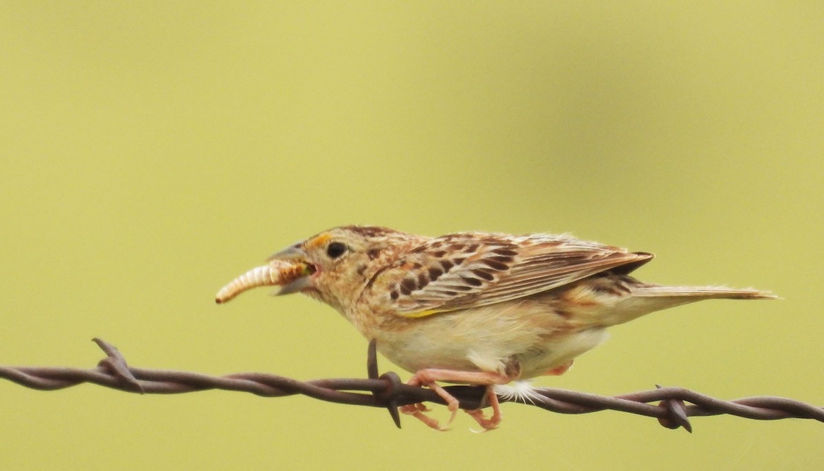 Grasshopper Sparrow - ML638341322