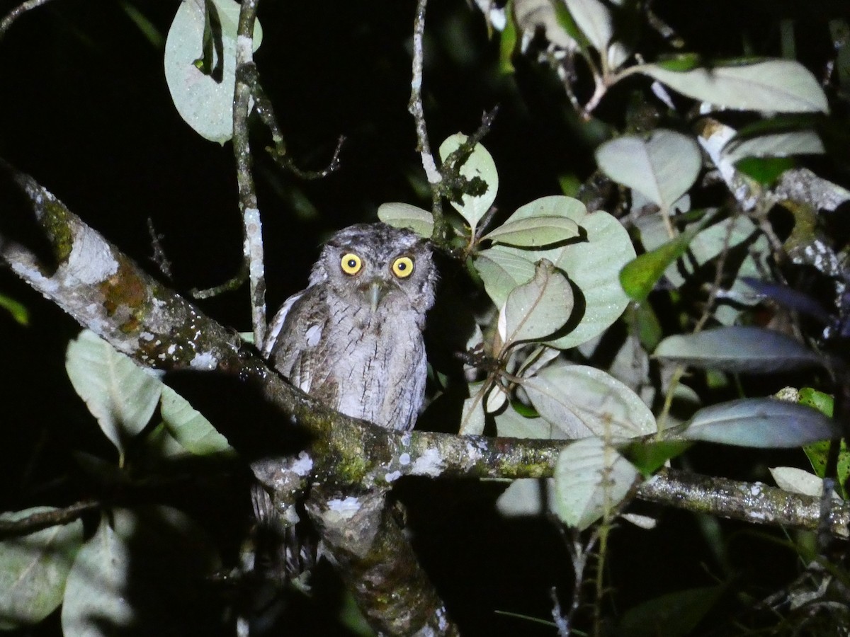 Pacific Screech-Owl - ML638341324