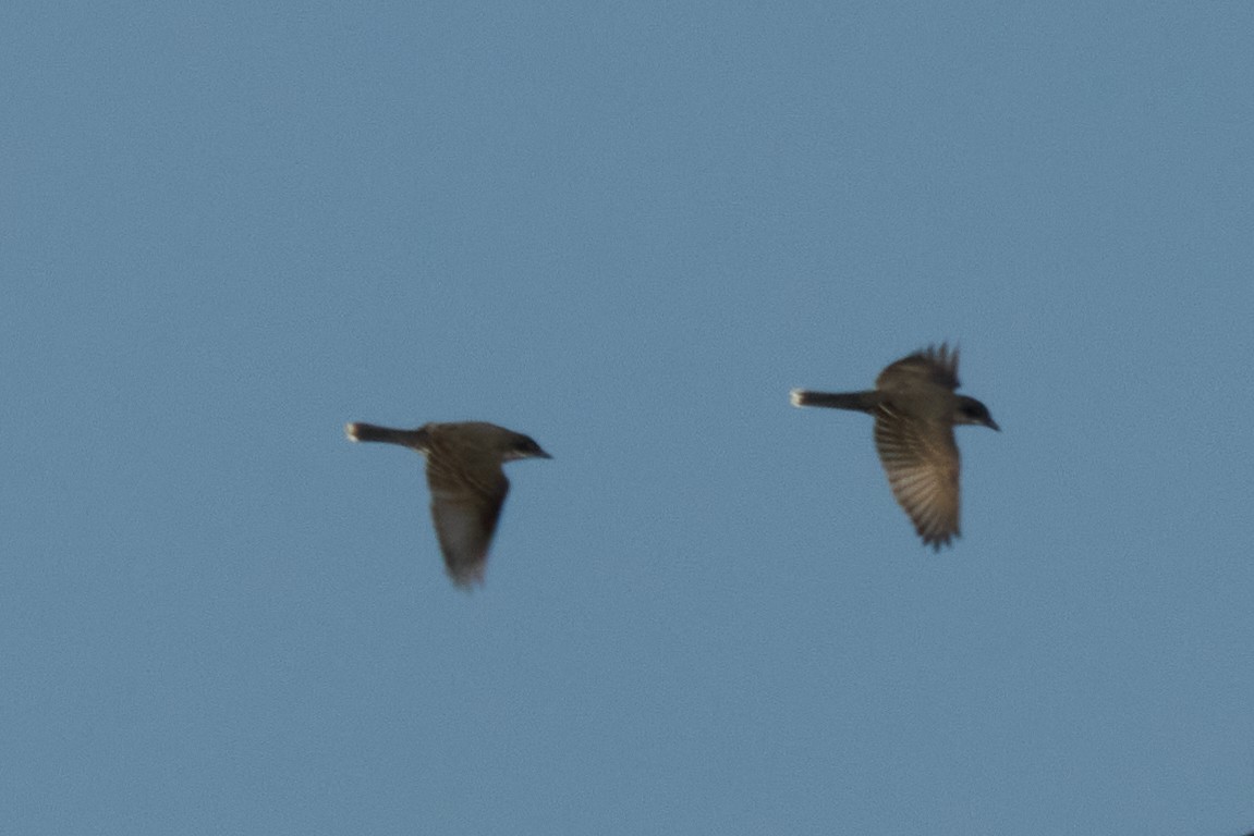 Eastern Kingbird - ML638341325