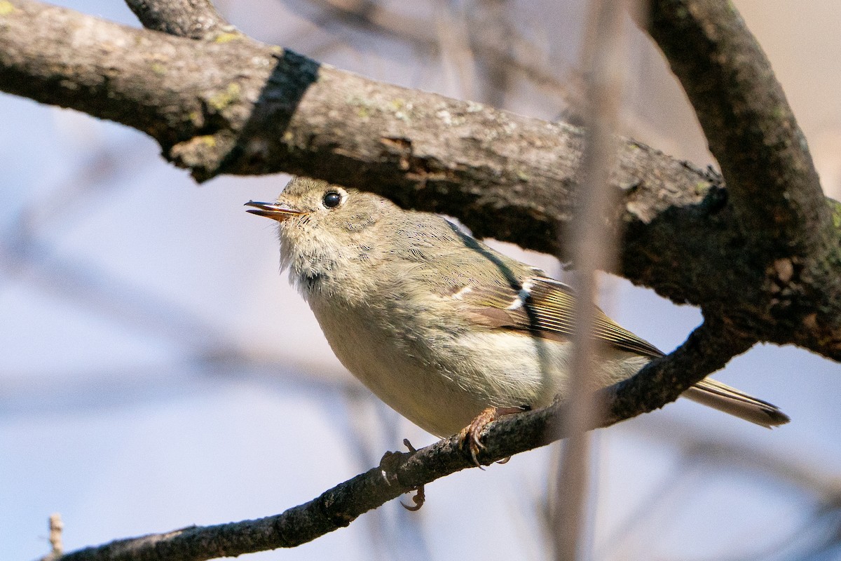 Ruby-crowned Kinglet - ML638341334