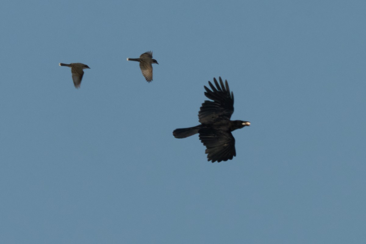 American Crow - ML638341374