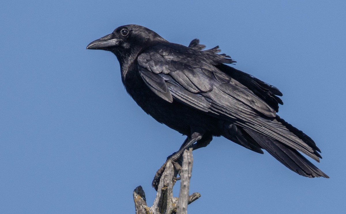 American Crow - ML638341377