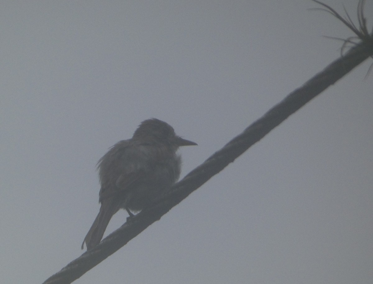 Northern Tropical Pewee - ML638341383