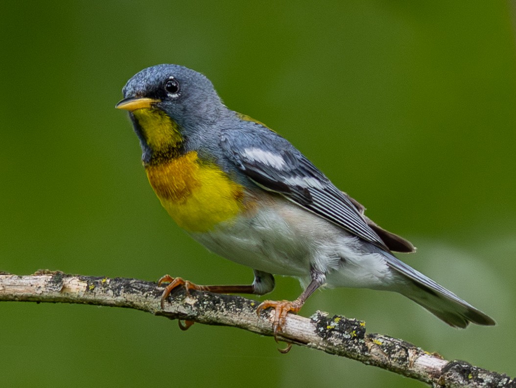 Northern Parula - ML638341393