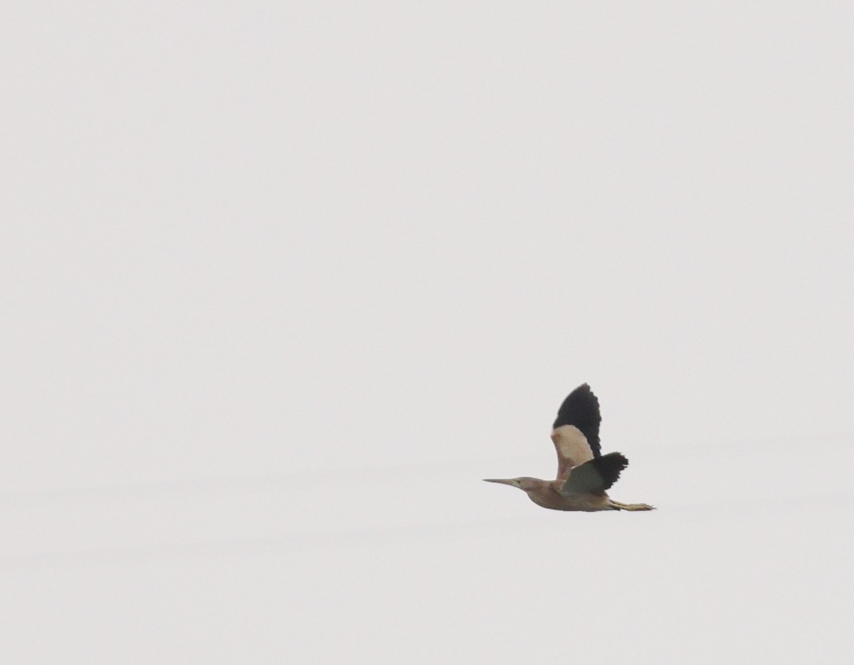 Yellow Bittern - ML638341411