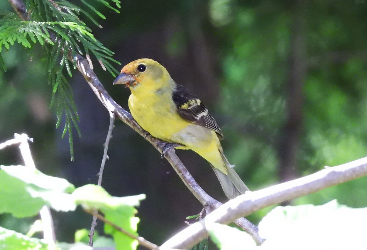 Western Tanager - ML638341418