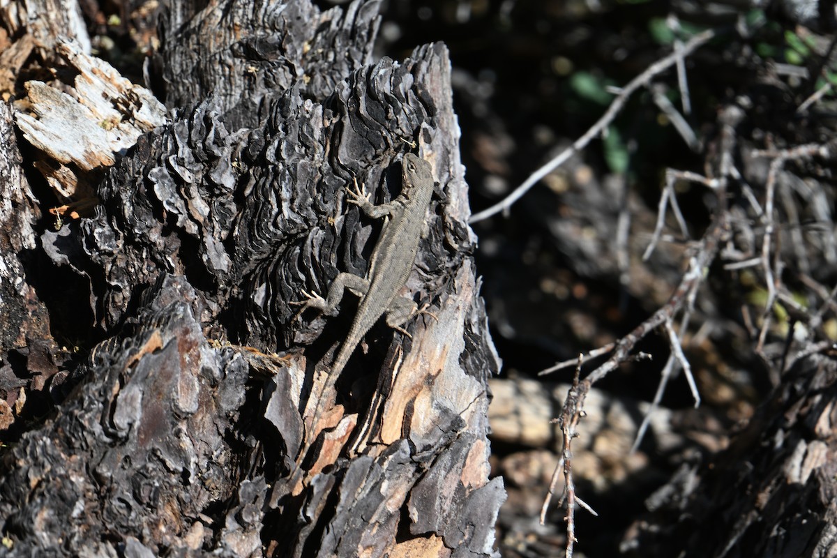 Western Fence Lizard - ML638341435