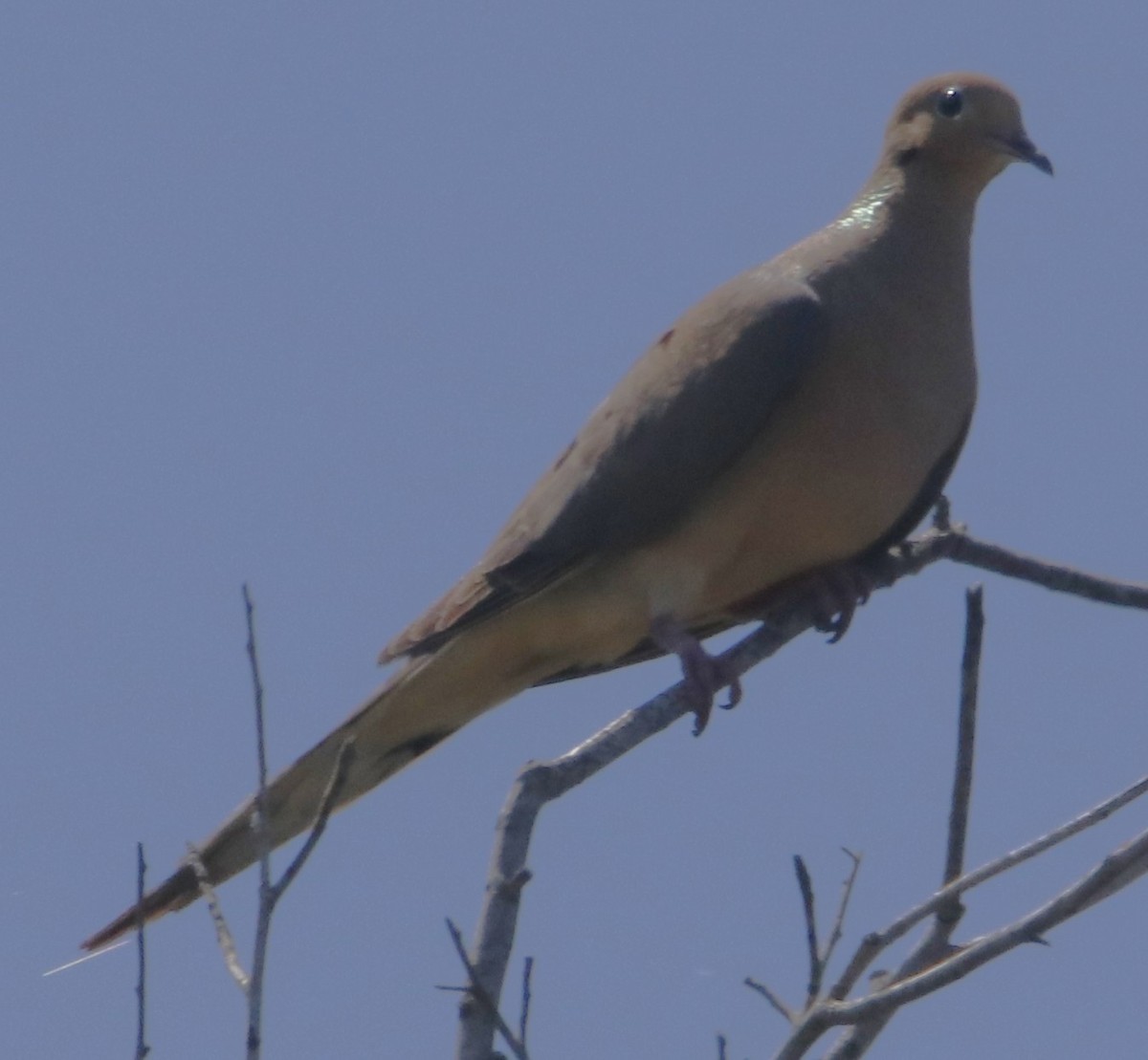 Mourning Dove - ML638341438