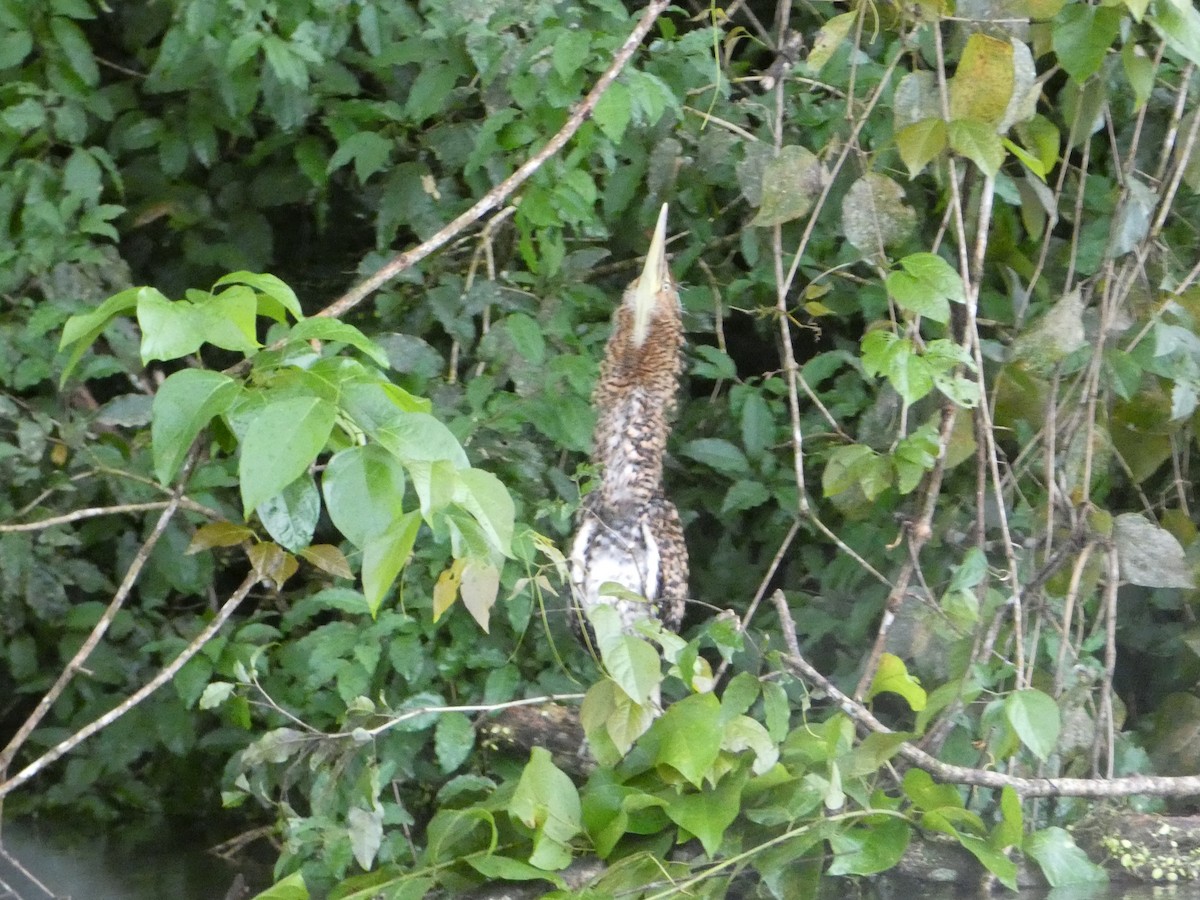 Bare-throated Tiger-Heron - ML638341440