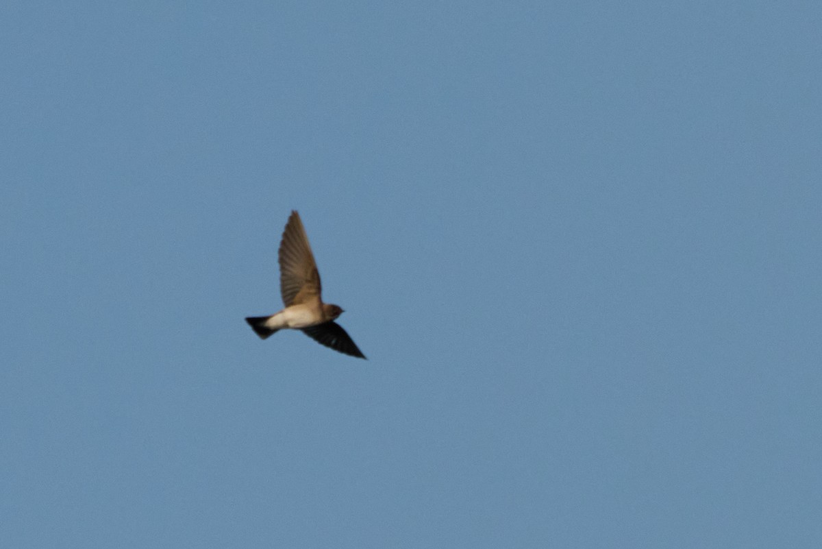 Northern Rough-winged Swallow - ML638341451