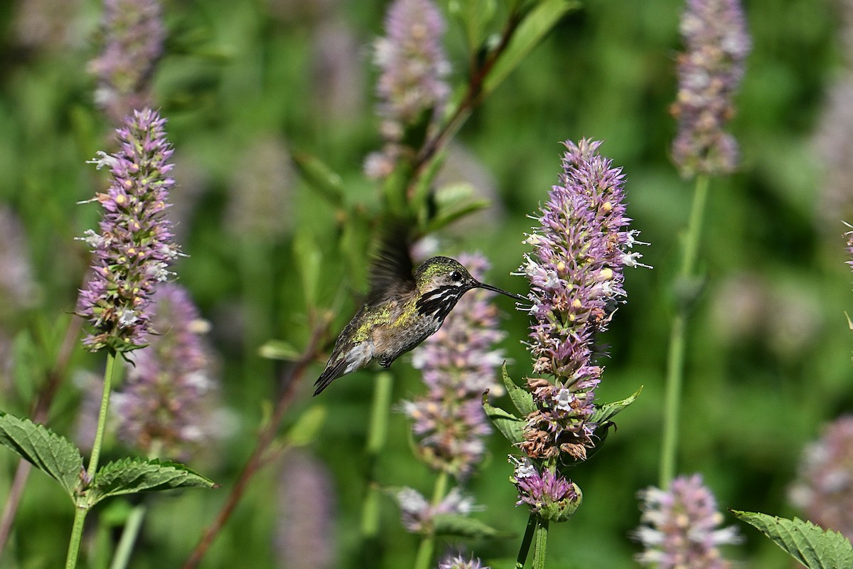 Calliope Hummingbird - ML638341469