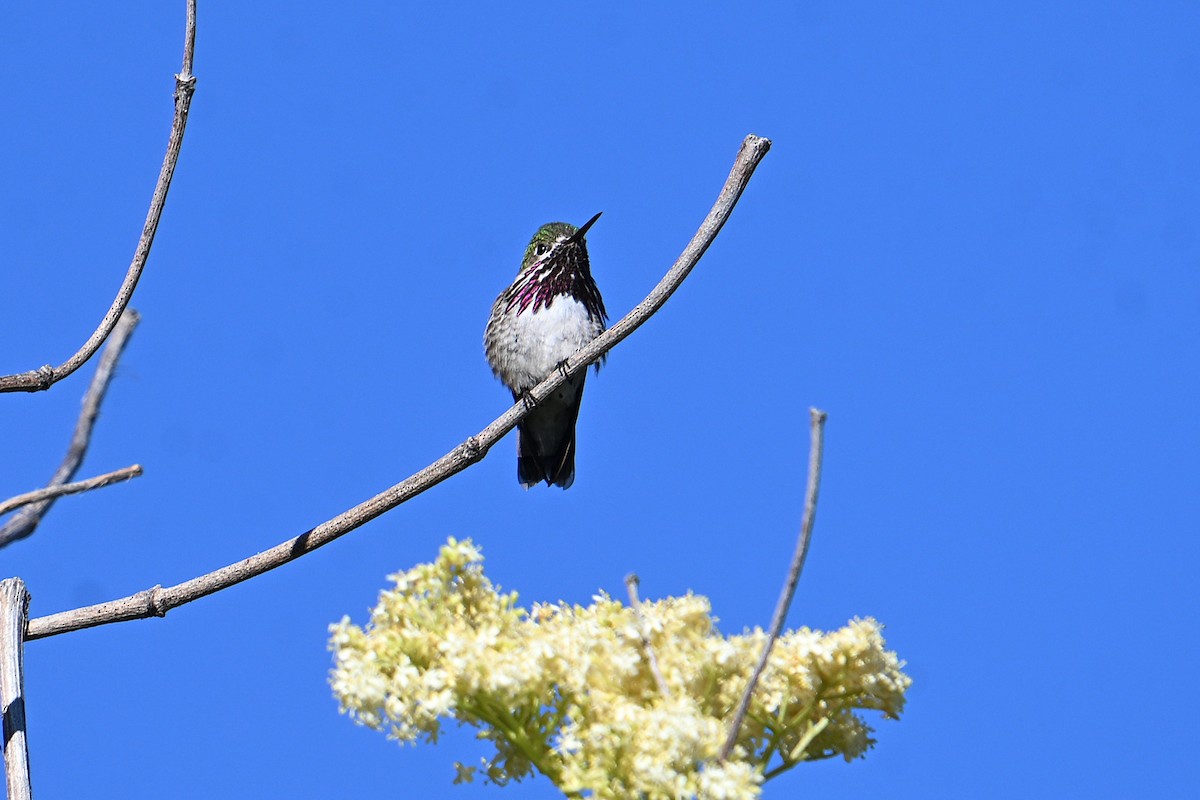 Calliope Hummingbird - ML638341475