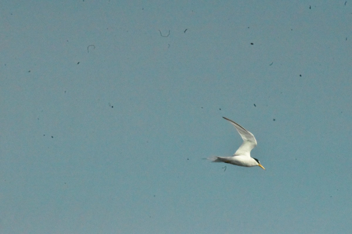 Least Tern - ML638341477