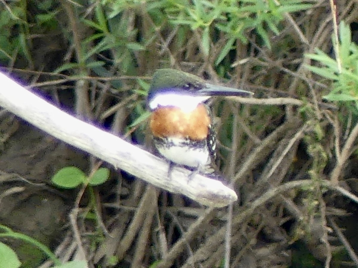 Green Kingfisher - ML638341481