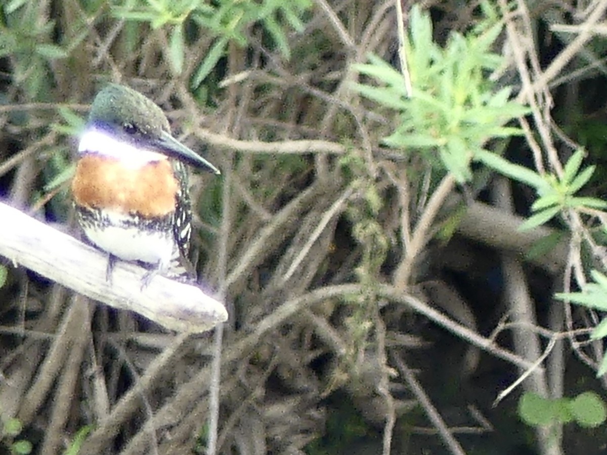 Green Kingfisher - ML638341482