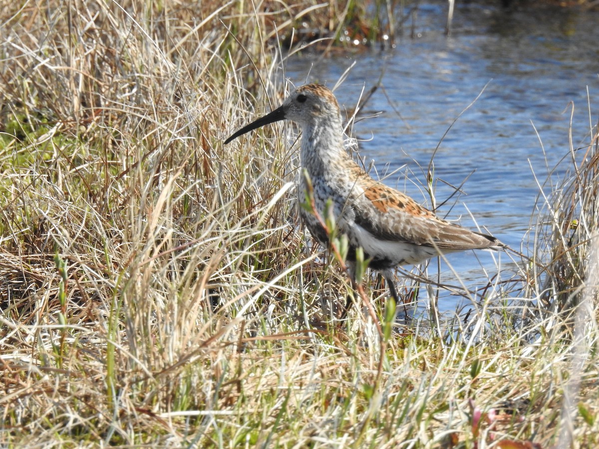 Dunlin - ML638341504