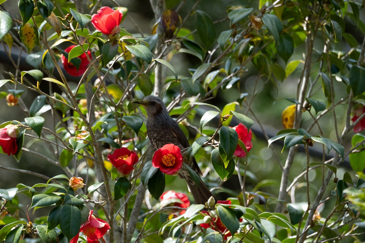 Bulbul à oreillons bruns - ML638341505