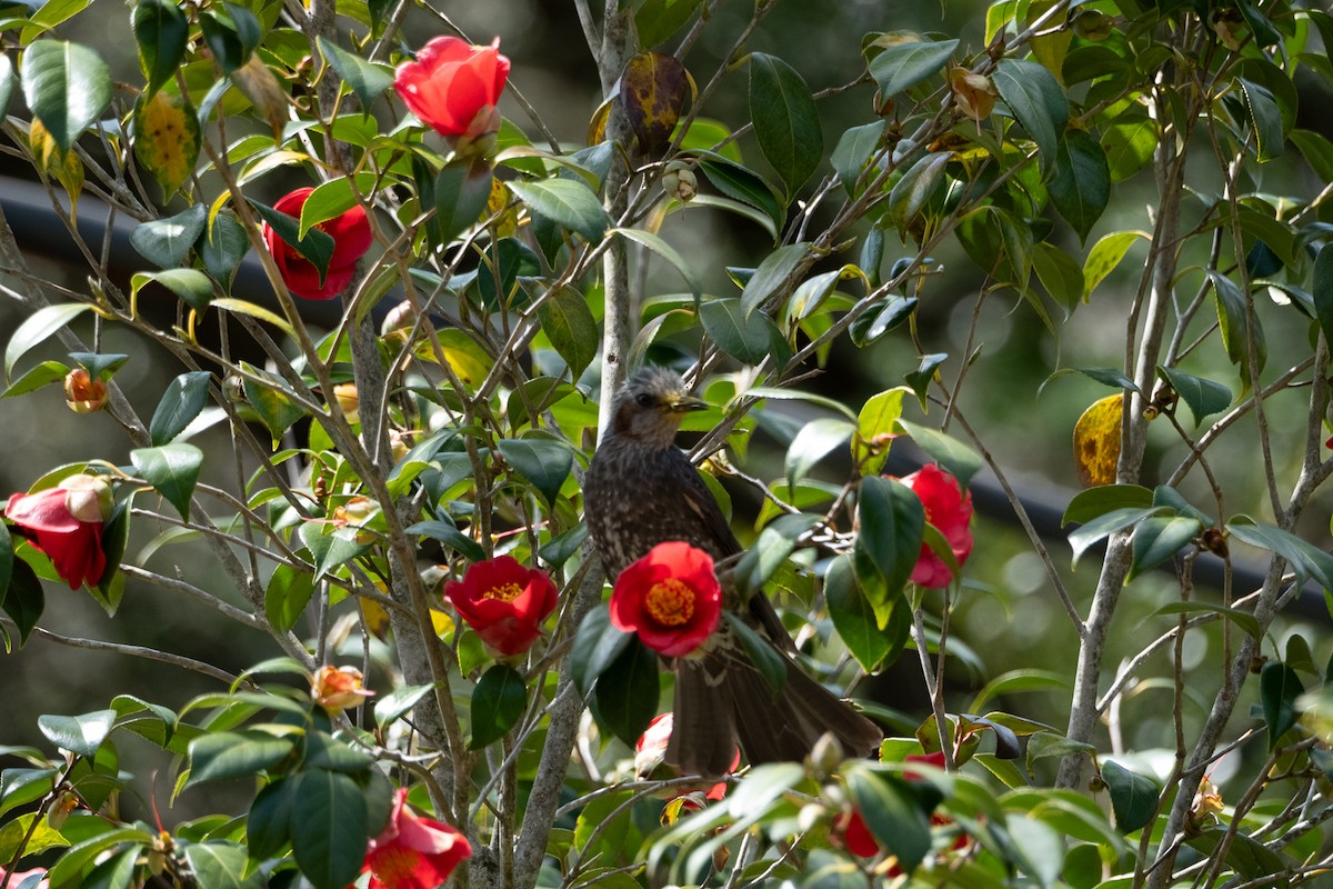 Bulbul à oreillons bruns - ML638341506