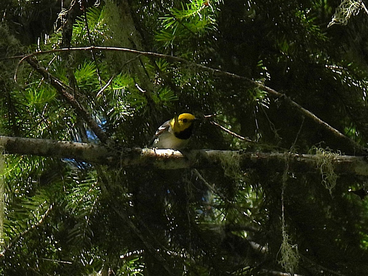Hermit Warbler - ML638341508