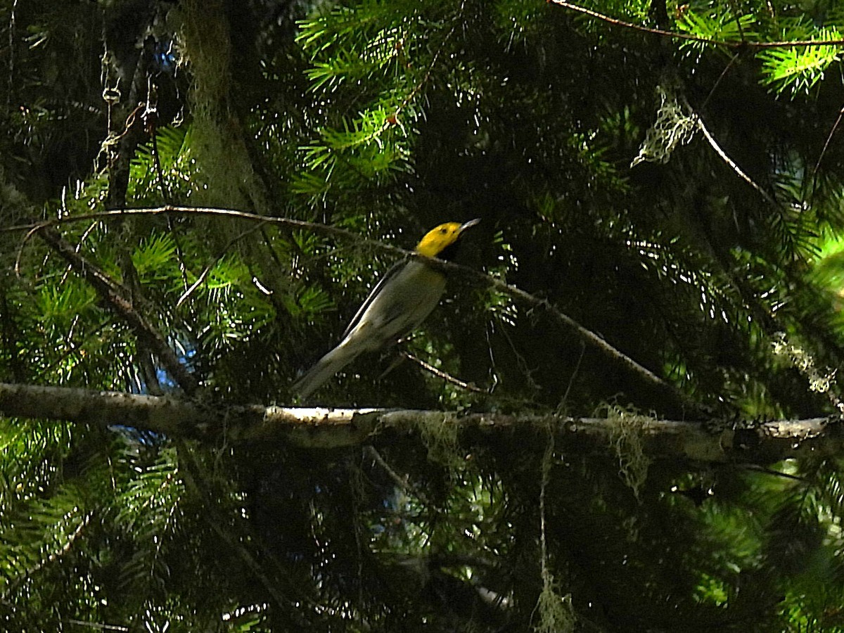Hermit Warbler - ML638341509
