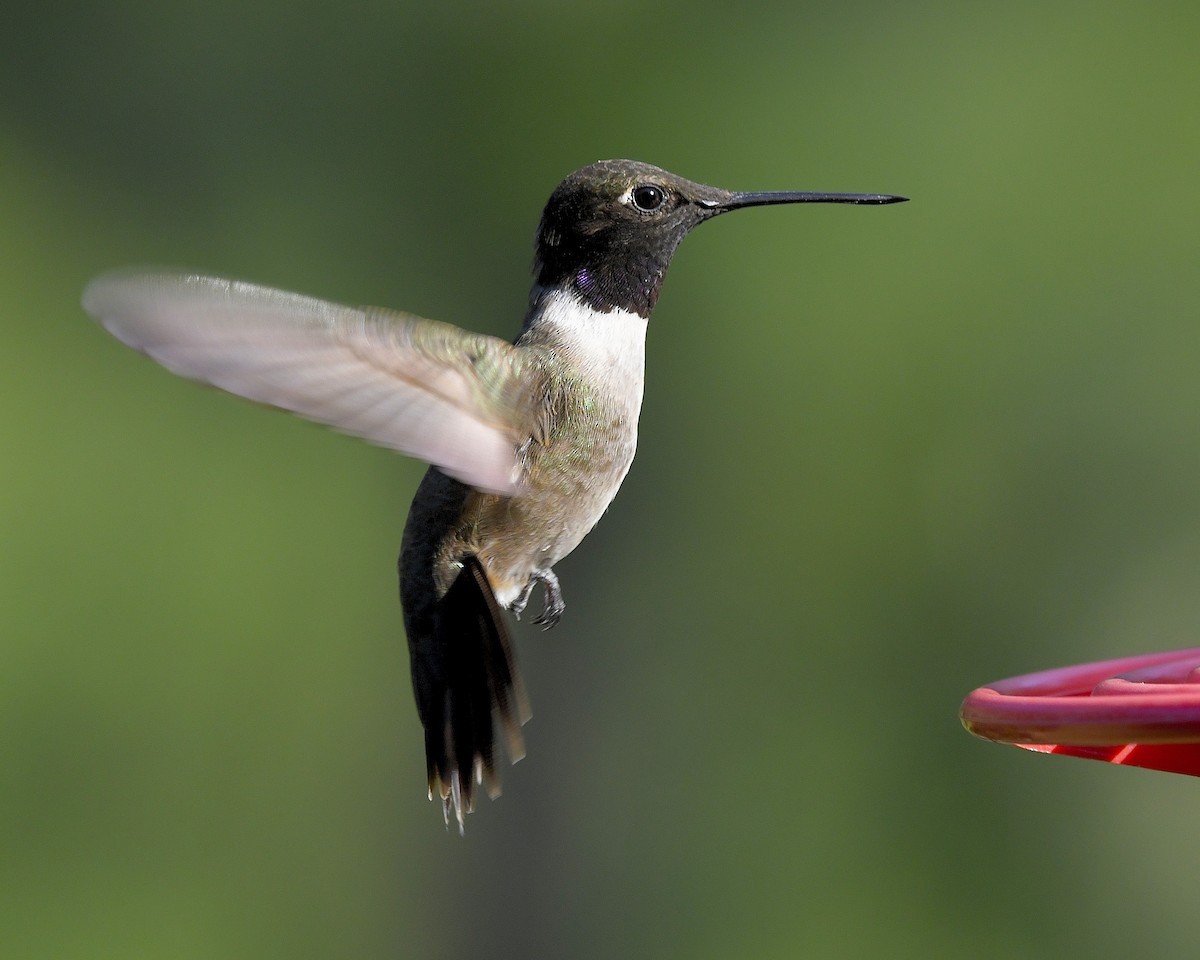 Colibri à gorge noire - ML63834151