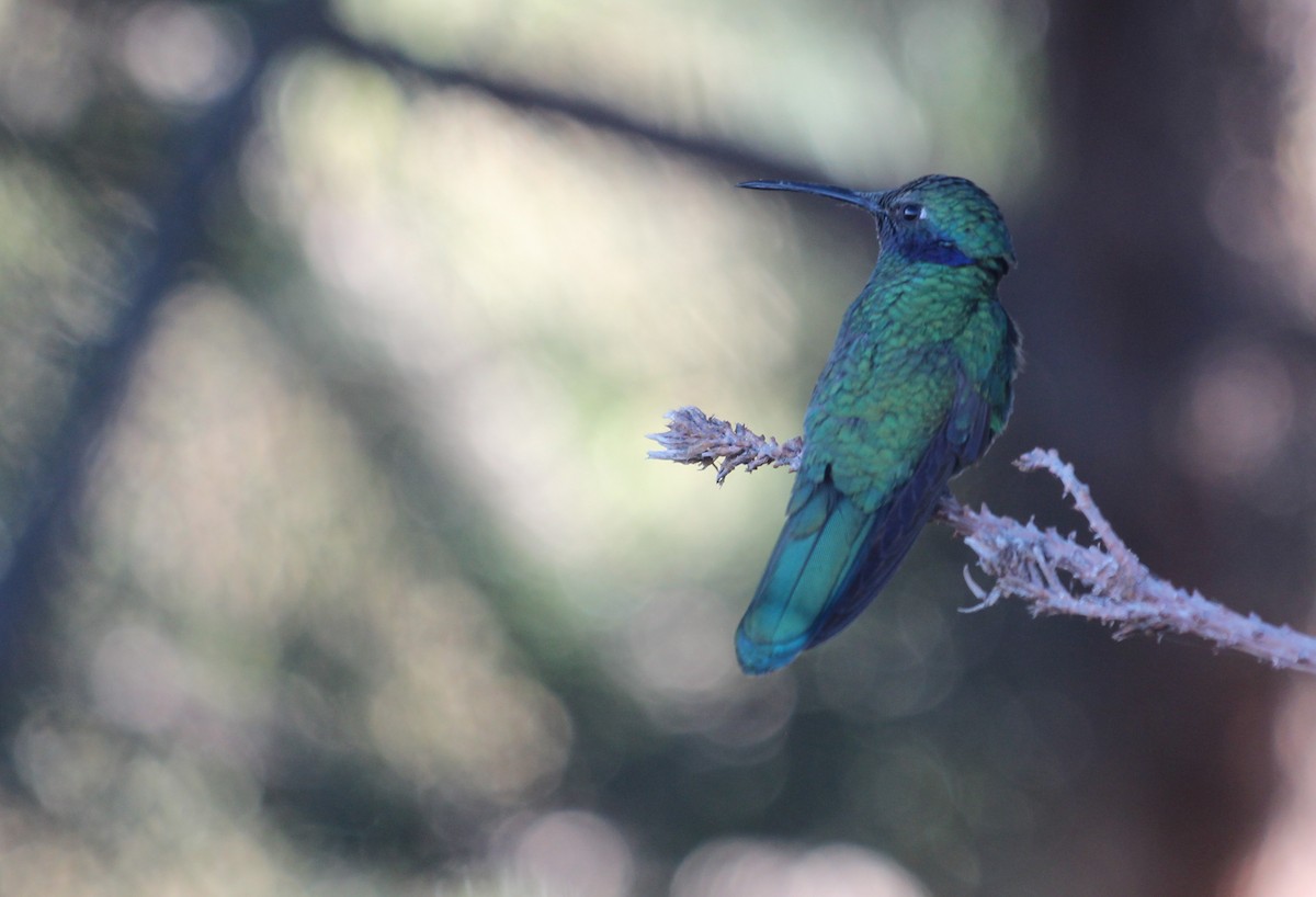 fiolørekolibri - ML638341519