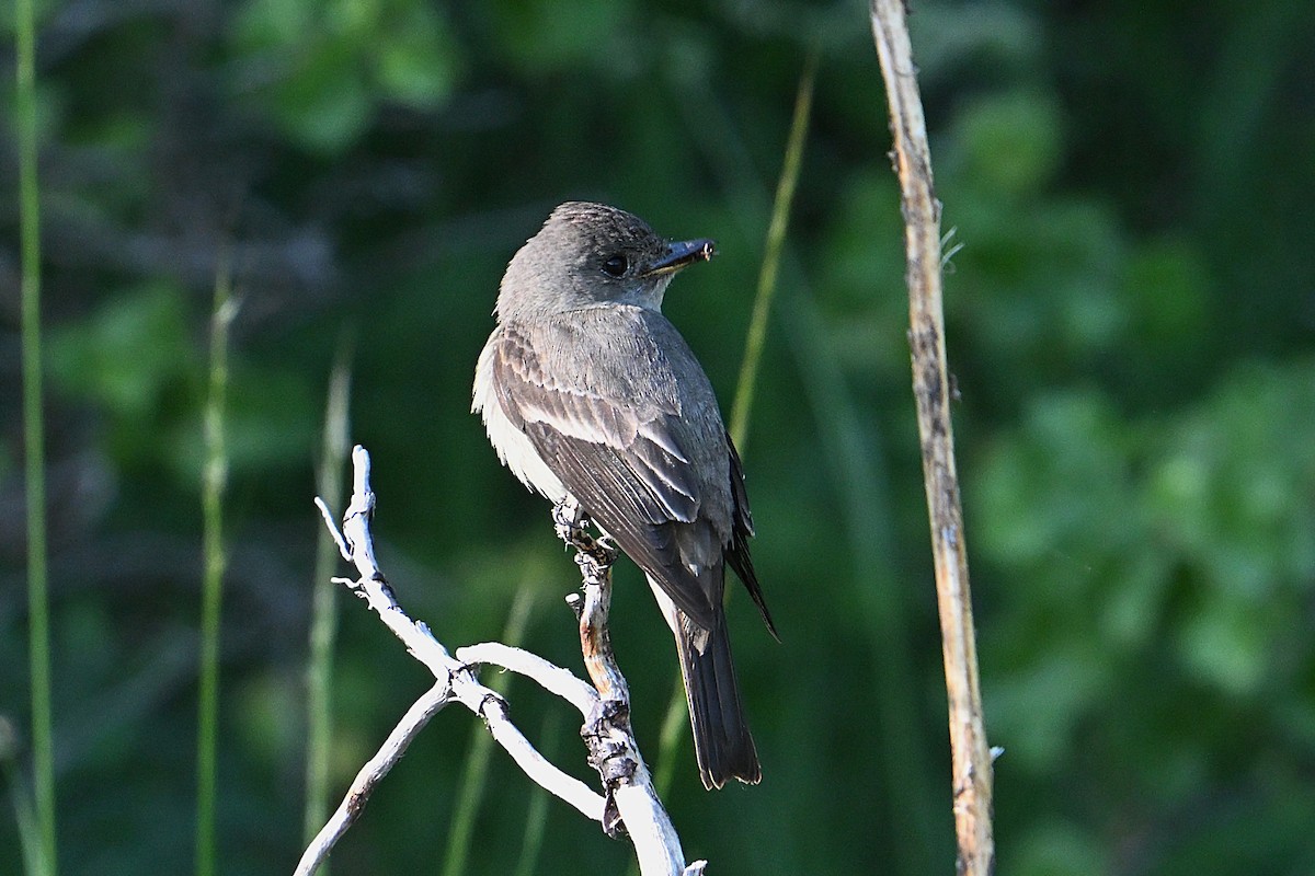 Western Wood-Pewee - ML638341522