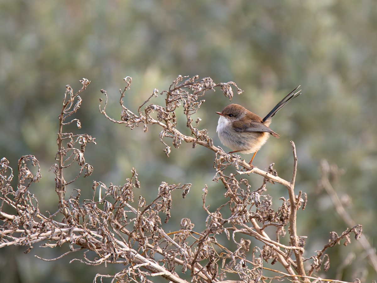 Superb Fairywren - ML638341528