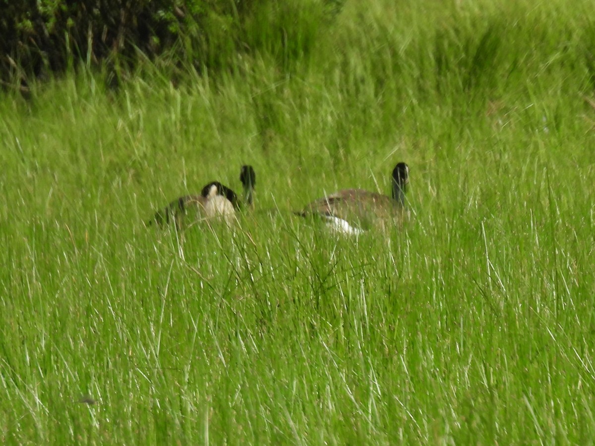 Canada Goose - ML638341543
