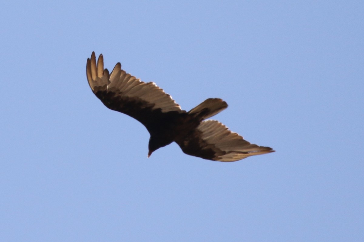 Turkey Vulture (Northern) - ML638341545