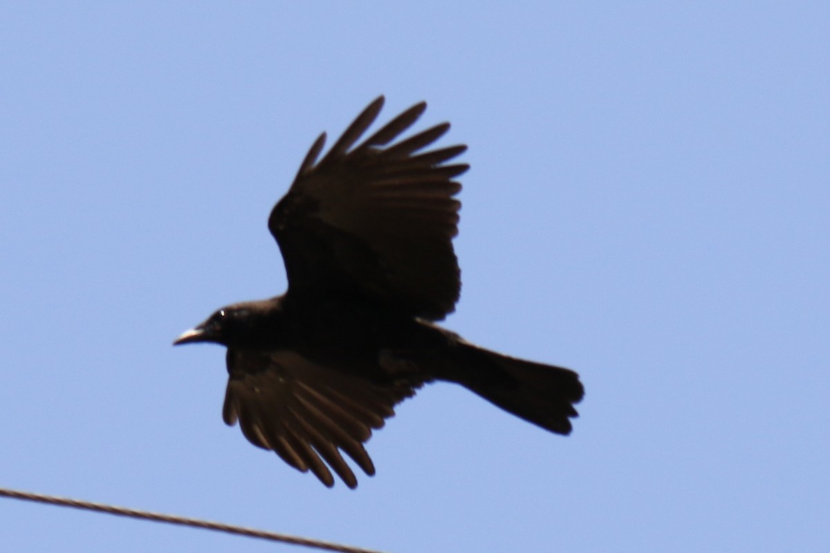 American Crow - ML638341559