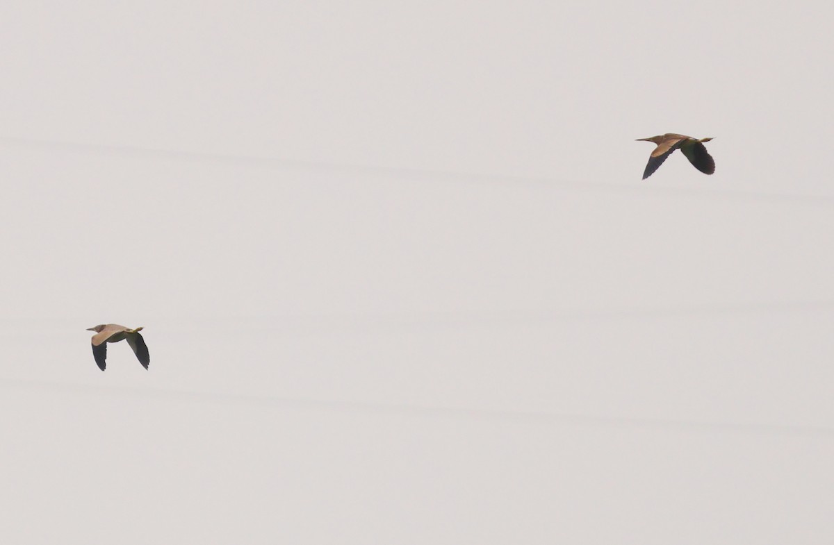 Yellow Bittern - ML638341572