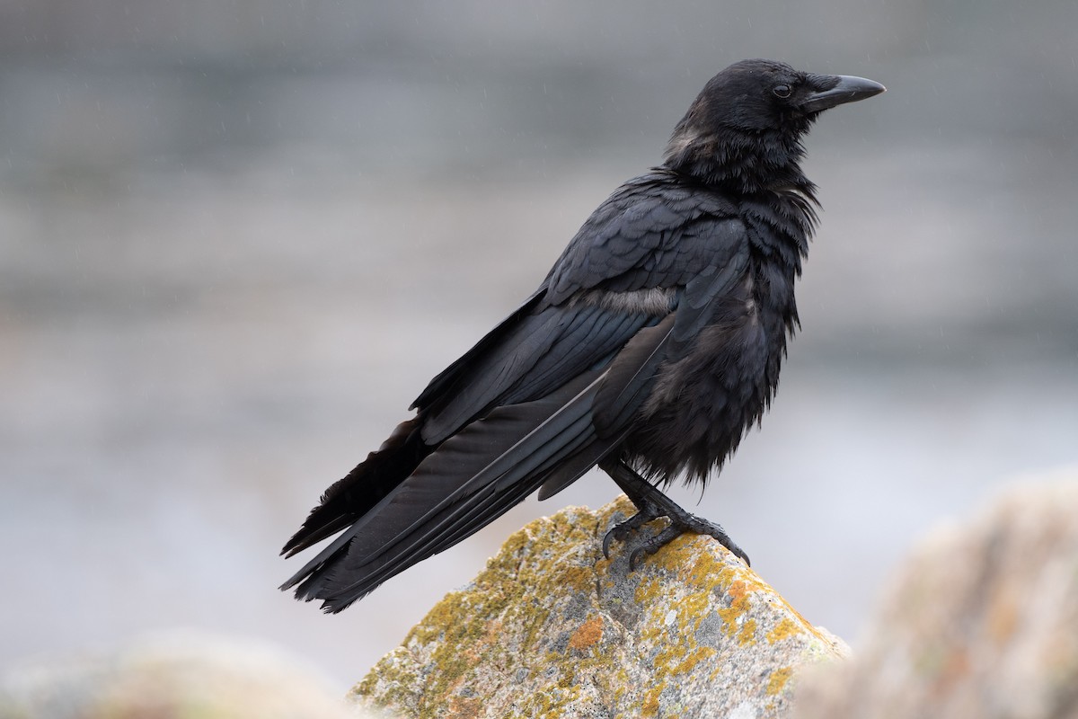 American Crow - ML638341577
