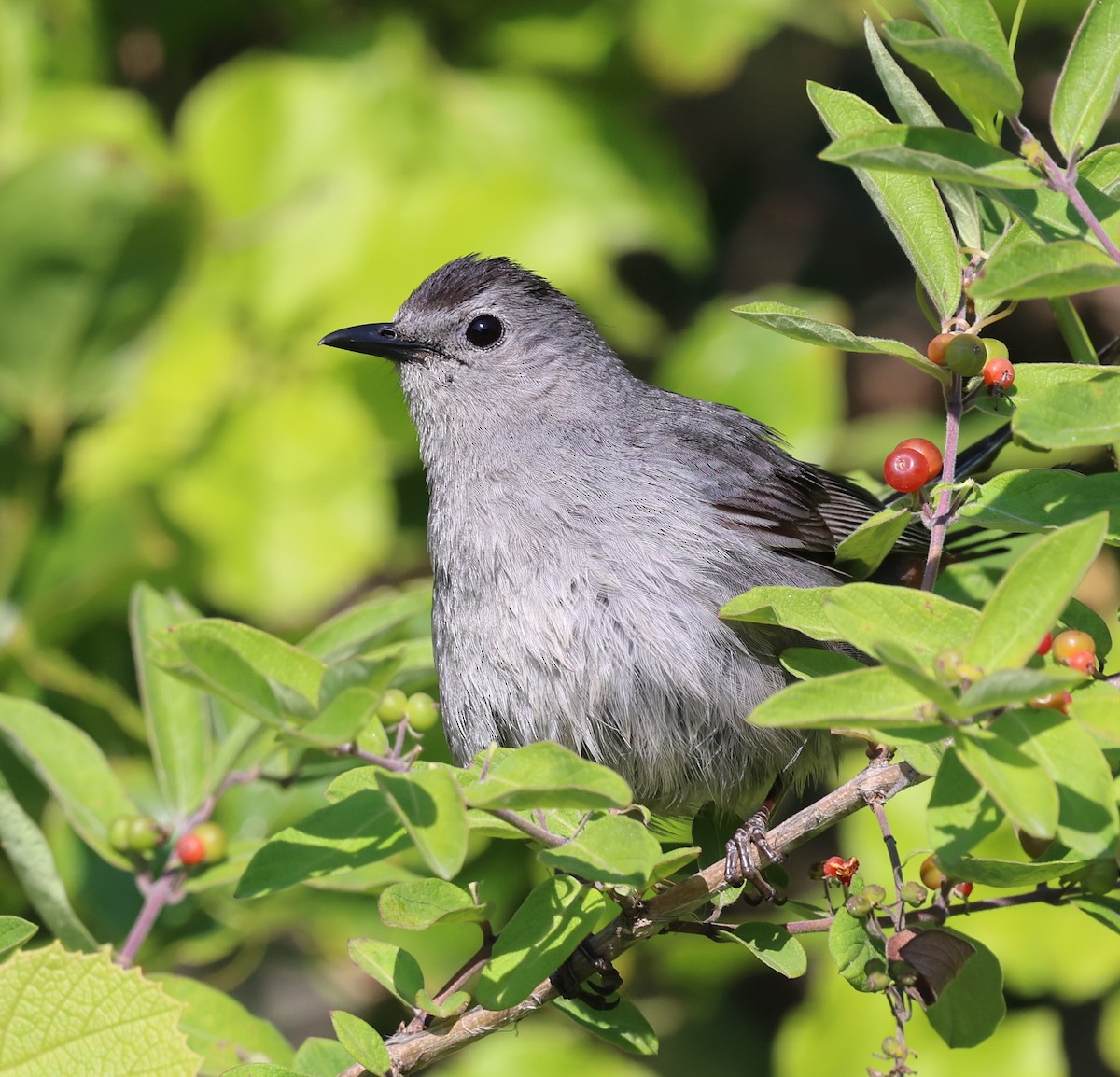 kattespottefugl - ML638341584