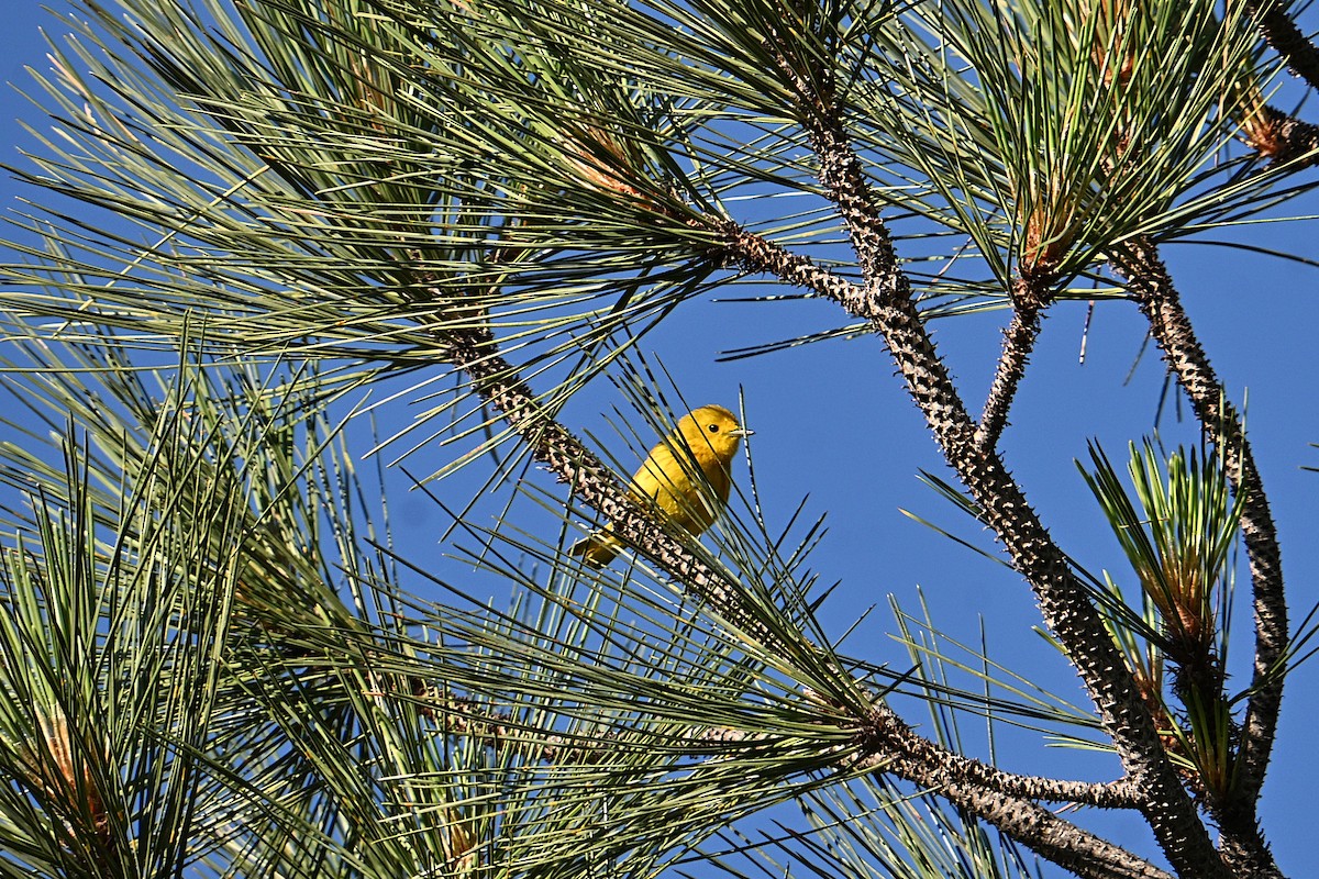 Yellow Warbler - ML638341586