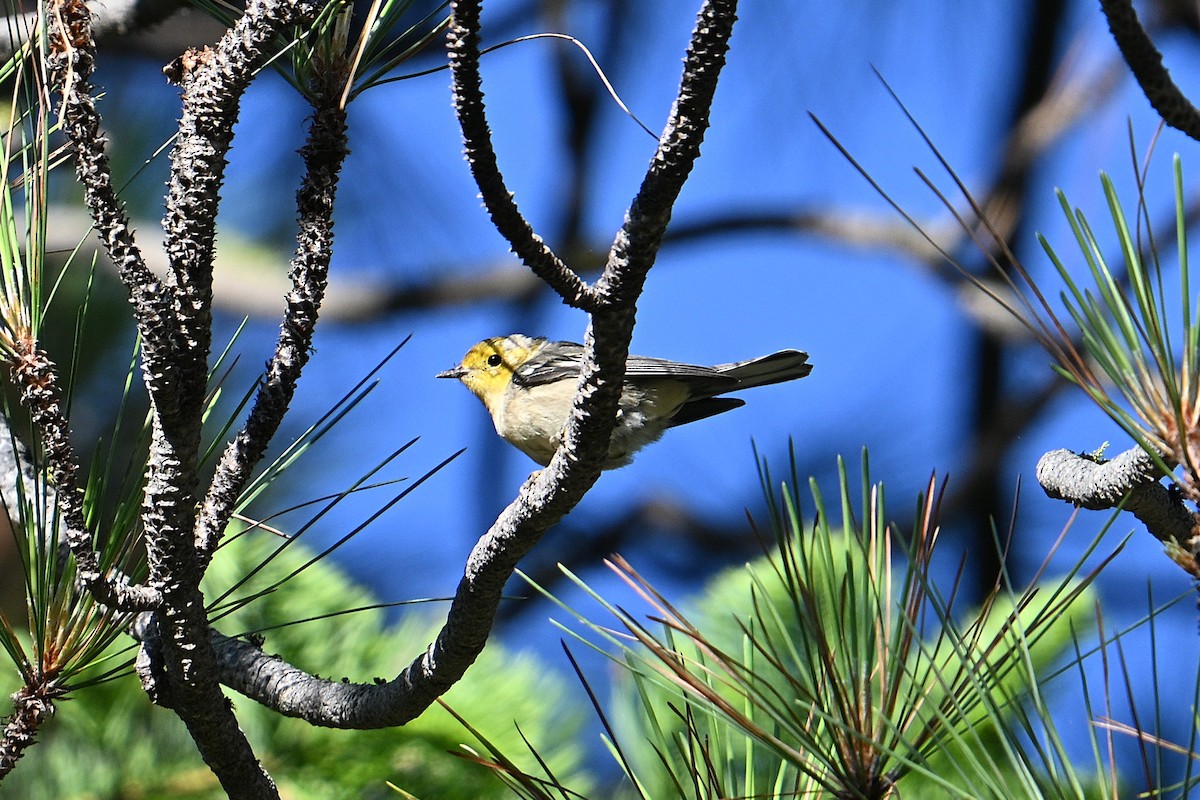 Hermit Warbler - ML638341611