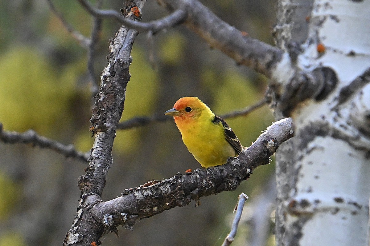 Western Tanager - ML638341631