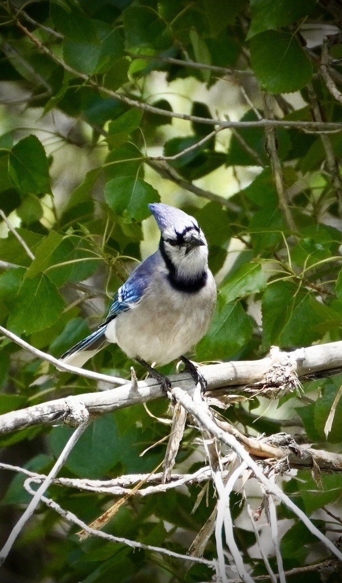 Blue Jay - ML638341639