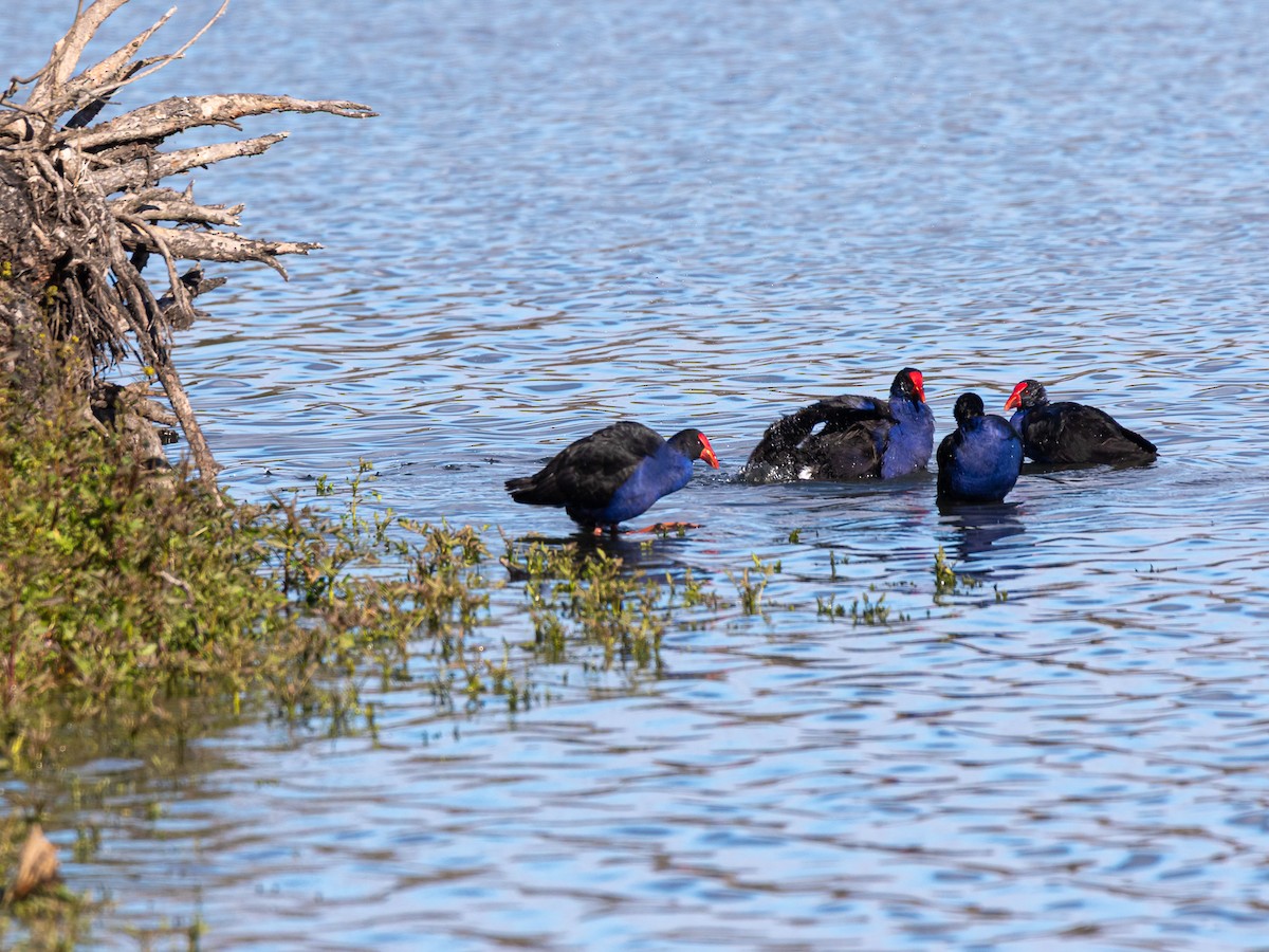 Australasian Swamphen - ML638341656