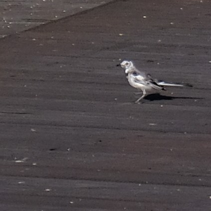 White Wagtail - ML638341677