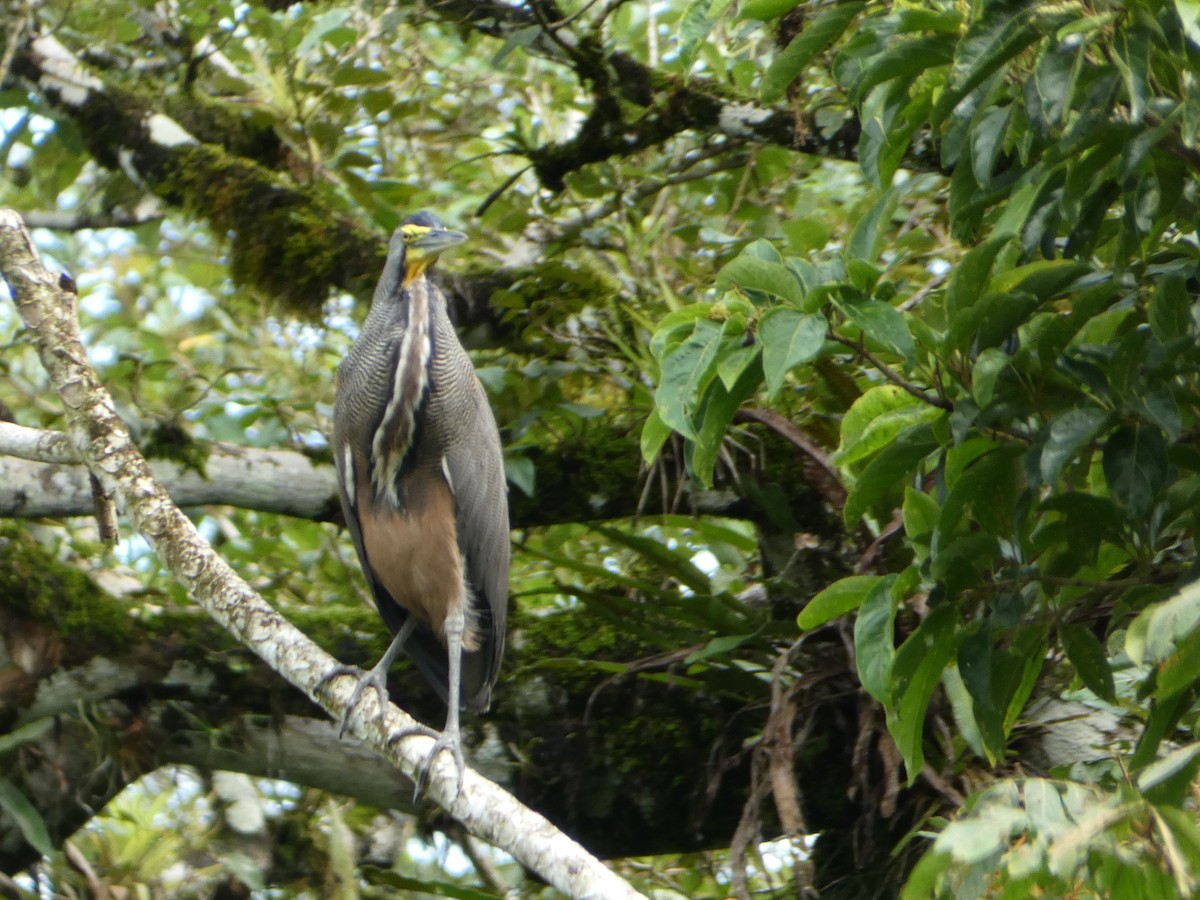 Bare-throated Tiger-Heron - ML638341680