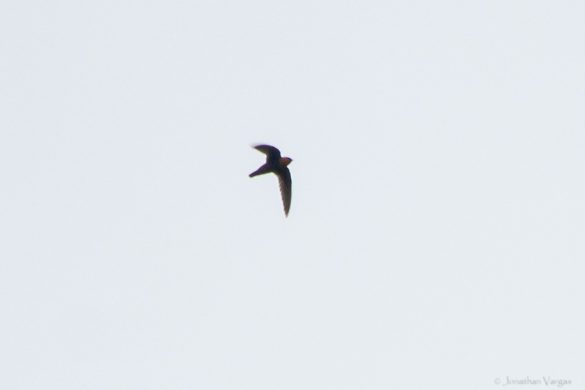 Chestnut-collared Swift - ML638341697