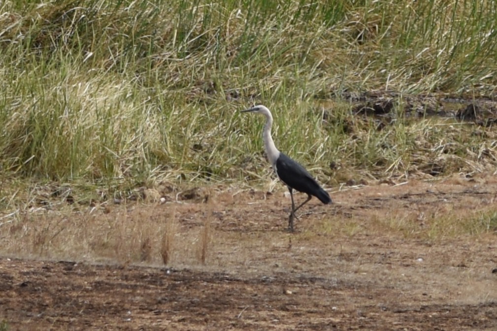 Garza Cuelliblanca - ML638341718