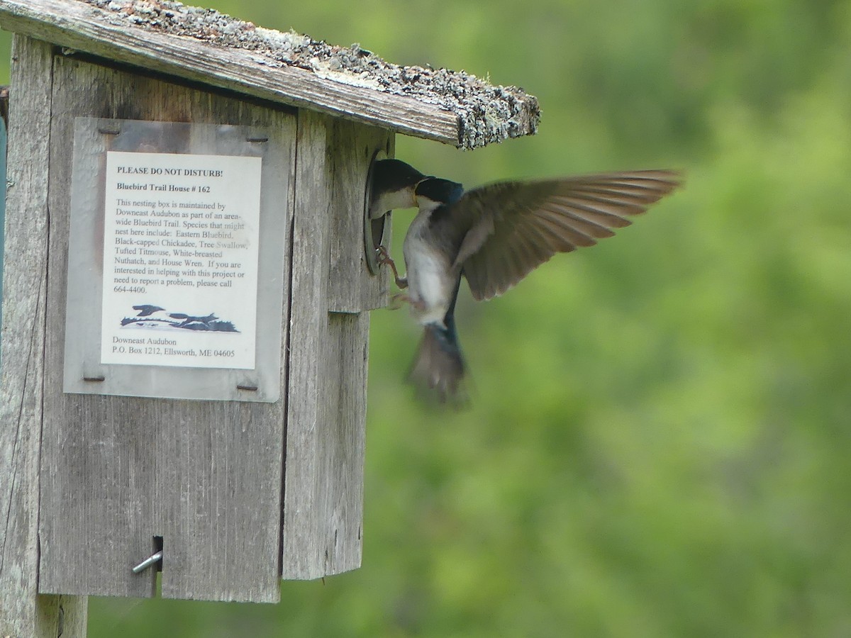 Tree Swallow - ML638341767