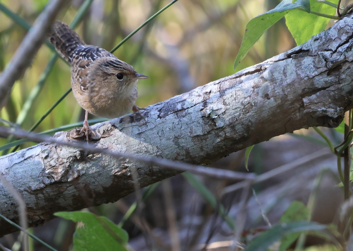 Sedge Wren - ML638341789