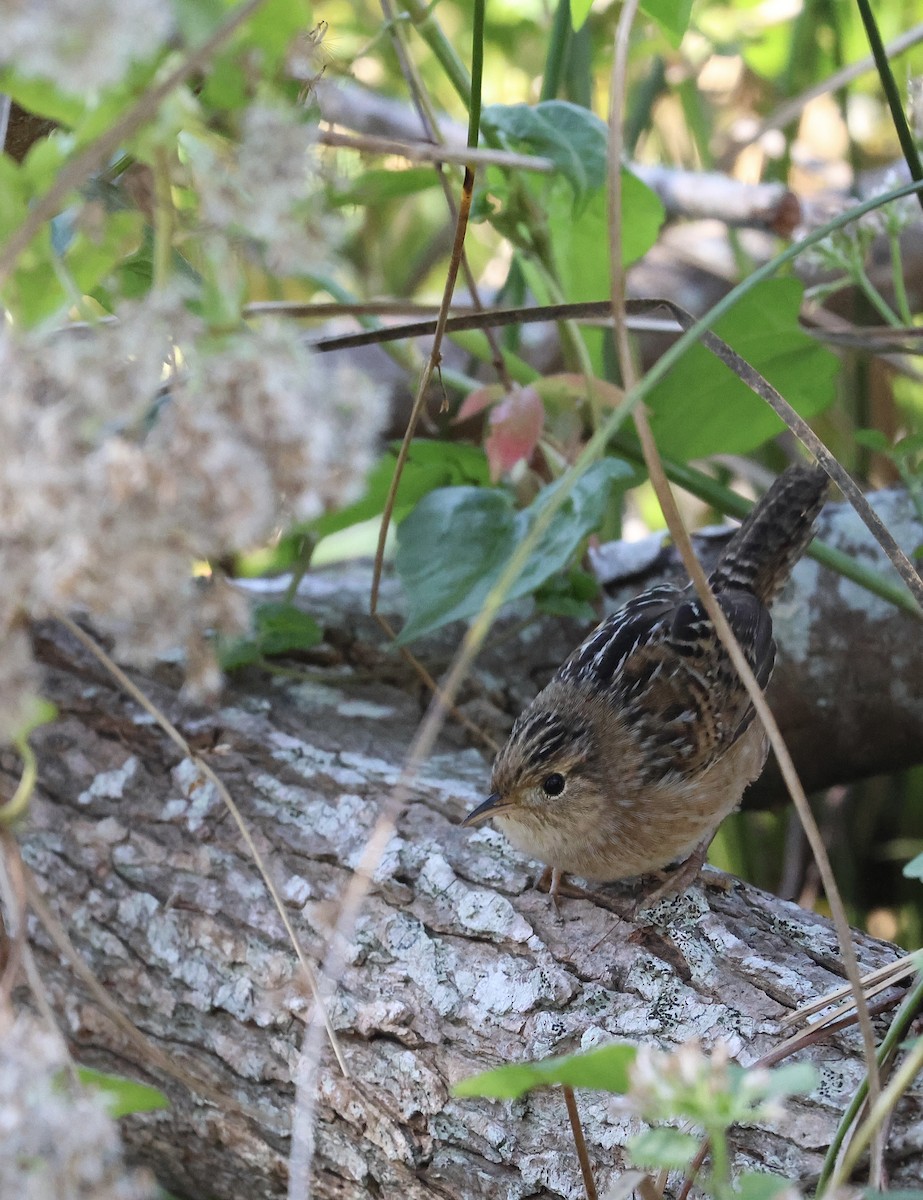 Sedge Wren - ML638341790