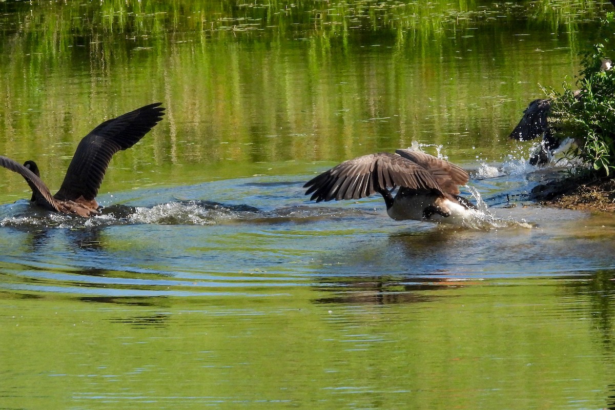 Canada Goose - ML638341793