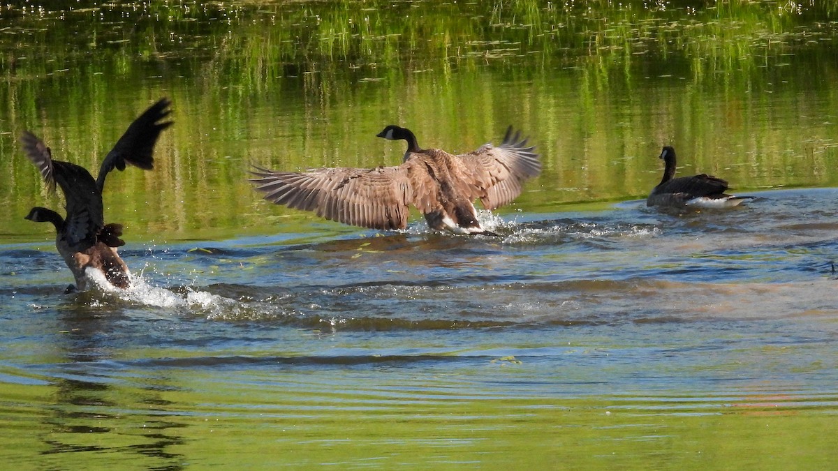 Canada Goose - ML638341794